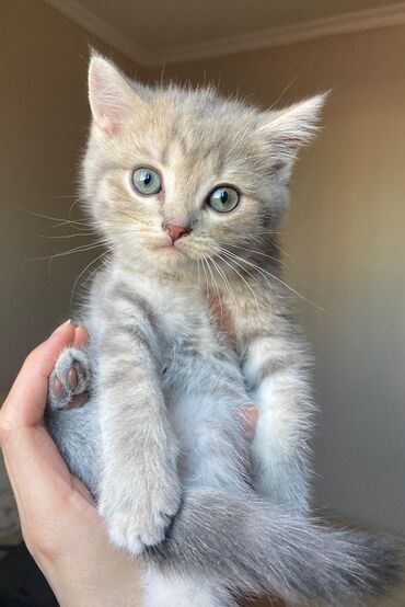 Pişiklər: Şinşilla, Erkək, Yaxşı əllərə -da lalafo.az — 5 Pişiklər: Şinşilla, Erkək, Yaxşı əllərə — 5