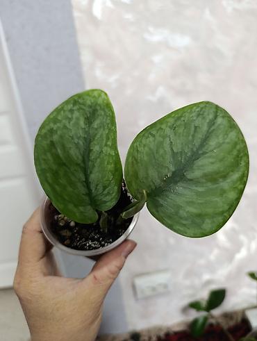 Сингониумы: Распродажа сортовых и редких комнатных растений, цены и названия — 16