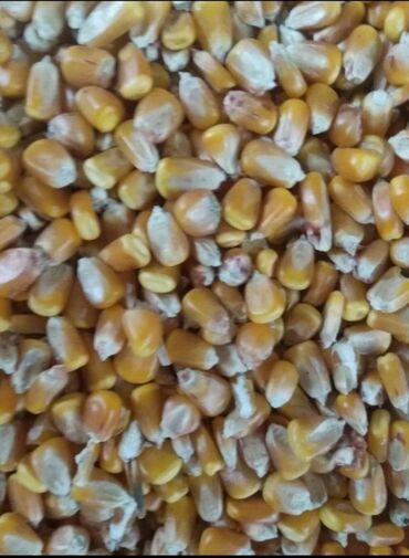 keto genetic цена: Продаю кукуруза рушеный сорт пионер маями