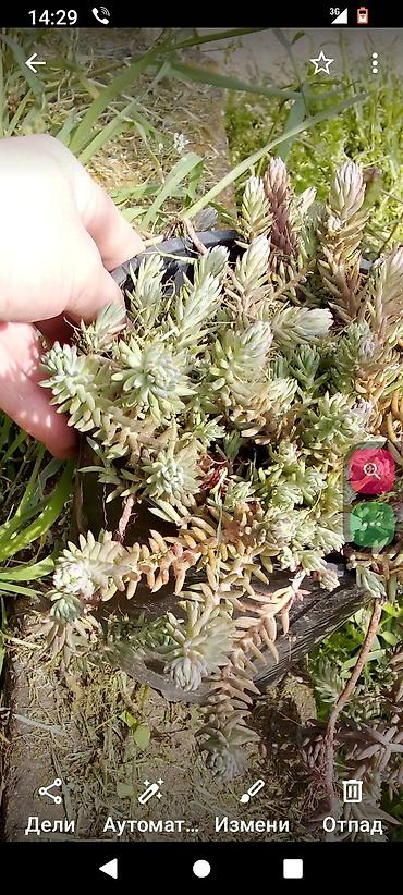 Ostale kućne biljke: Sobne i ukrasne biljke u saksijama – više vrsta - Syngonium — 13