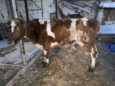 alman coban itləri: Bakı malıdı tovle malıdı keskılıkdı