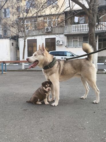 İtlər: Şpitz, 1 ay, Erkek