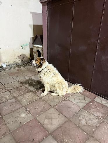 it cinsleri: 7 il, Erkək, Ünvandan götürmə — 3