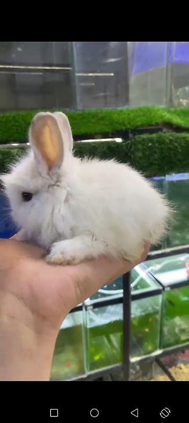 cucə şəkilləri: Ağ tüklü miniatür dekorativ dovşan - Uzun, yumşaq tüklü, kiçik ölçülü — 5