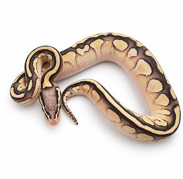 Digər heyvanlar: Ball pitonlar balasi & cornsnake & imperator boa & — 3