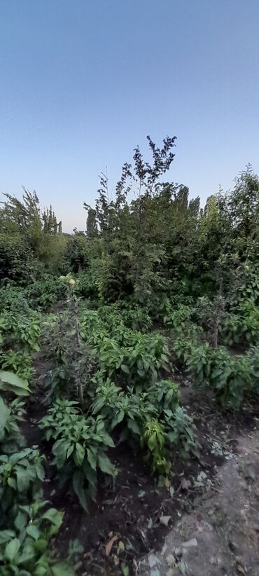 Həyət evləri və villaların satışı: 6 otaqlı, 270 kv. m, Yeni təmirli — 10