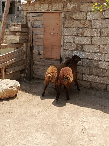Atlar: Quzu, Erkək, ay: 1, Damazlıq, Ətlik, Ünvandan götürmə