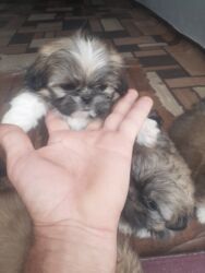 İtlər: Pekines, 1 ay, Dişi, Ödənişli çatdırılma — 16