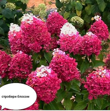 Гортензия: Метельчатая гортензия для сада - Крупные конусовидные соцветия 20–35 — 5