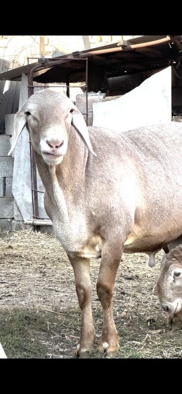 декоративные кролик: Продаю | Баран (самец) | Гиссарская, Арашан | Для разведения | Племенные