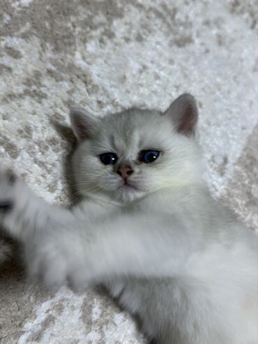 Pişiklər: Şinşilla, Erkək, Yaxşı əllərə, Ünvandan götürmə — 9