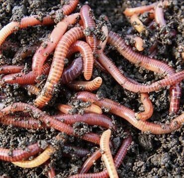 купить калифорнийских червей в Кыргызстан | Автозапчасти: Калифорнийские черви,чистой породы