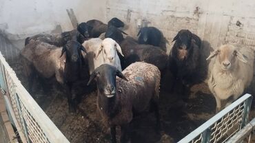 молочное оборудование: Сатам | Ургаачы кой (ургаачы) | Көбөйтүү үчүн | Ургаачы