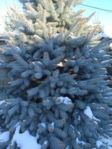 Декоративные деревья: Саженцы деревьев: Ели — 7