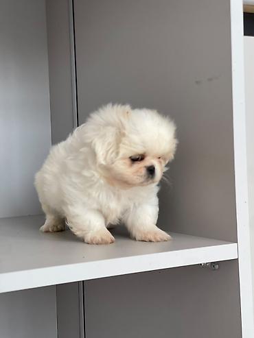 heyvanlar: Pekines — 6