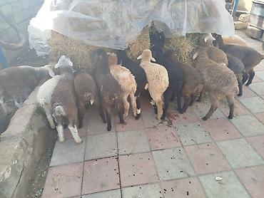 Quzu: Qoyun quzuları satılır – 22 quzudu kom 175 lə tek tek seçib götürən -da lalafo.az — 7 Quzu: Qoyun quzuları satılır – 22 quzudu kom 175 lə tek tek seçib götürən — 7