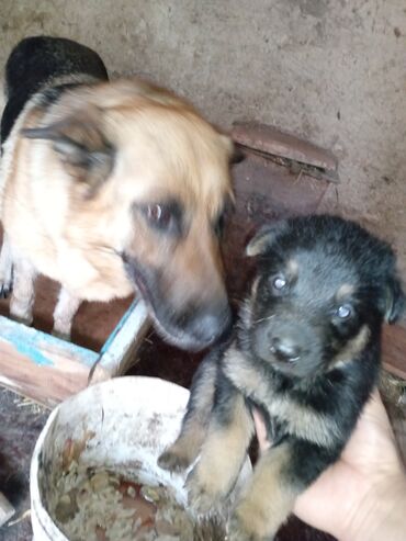 породистые собаки ищут дом: Продаются щенки чистокровной овчарки девочки по 6000 мальчики по