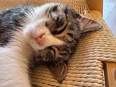 кошка табби: Котёнок коротколапкий, короткошерстный полосатый с белыми лапками 4 — 3