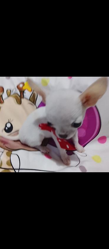 Psi: MINI ČIVAVE. Mini čivave oba pola kristalno bele, zlatne i na lalafo.rs — 5 Psi: MINI ČIVAVE. Mini čivave oba pola kristalno bele, zlatne i — 5