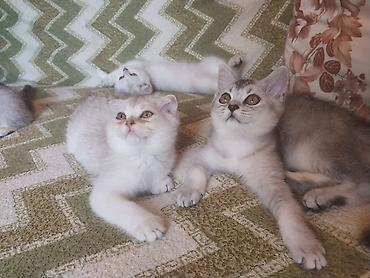 пушистые коты: Шотландская — 5