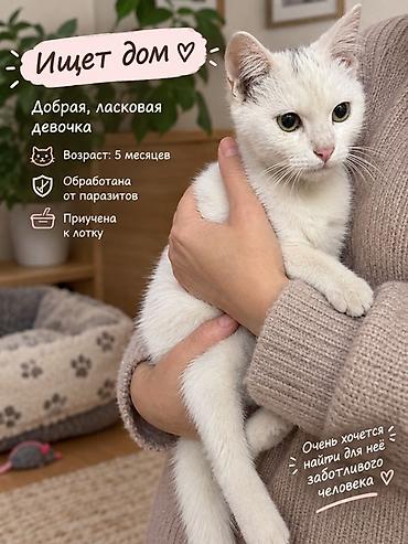 Отдам даром кошку: Кошка даром: Беспородная, 5 месяцев, Девочка — 1
