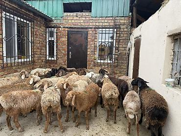 Баран, овца: Продаю | Баран (самец) | Для разведения — 13
