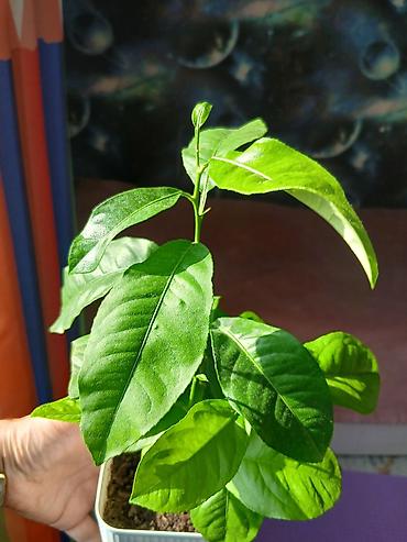 Женское счастье (Спатифиллюм): Комнатные растения в горшках 1) Цитрус (лимон/апельсин из косточки) — — 1