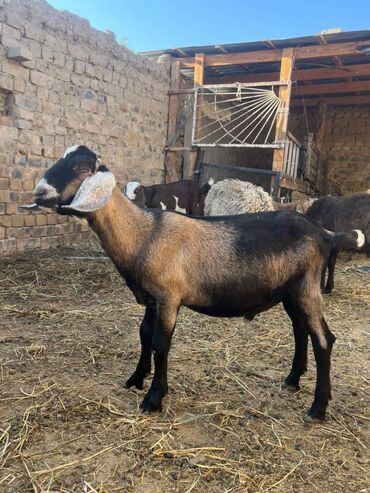 продажа кукурузы в початках: Продаю | Козёл (самец), Козлёнок | Нубийская | Для разведения | Племенные