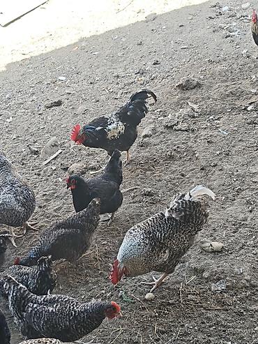 Digər kənd təsərrüfatı heyvanları: Xarkov xoruzlardir. Minimum 2.5 maksimum 4.2 4.5 çəkiləri var. Diri — 2