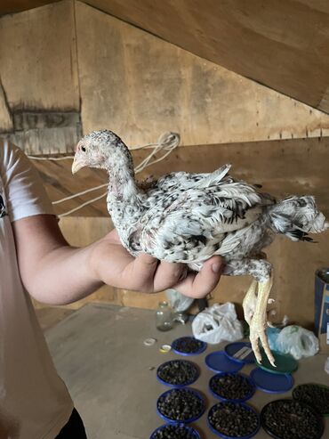 alpin keçisi satanlar: Puleymut sortu heyratı satılır temiz sortdu qiymet 20 azn