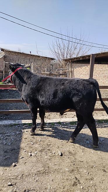 Коровы, быки: Продаю | Бык (самец) | Бельгийская | На откорм | Привязанные — 1