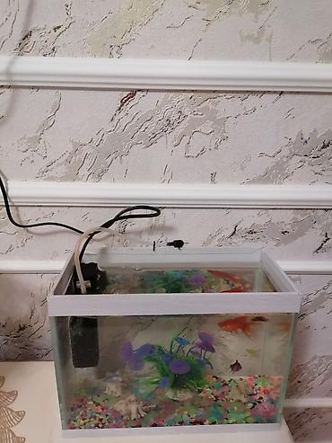 akvarium aksesuarlari: Dördbucaq akvarium, 6 l, Ünvandan götürmə — 4