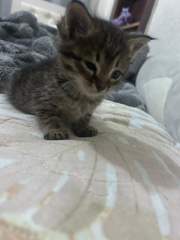 d cat: Кошка даром: Лесная, 2 месяца, Мальчик — 2