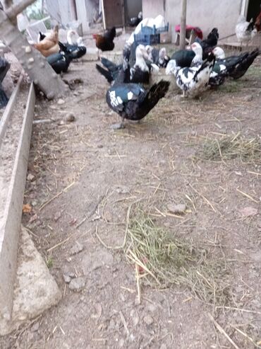 Ördəklər: Ördəklər — 4