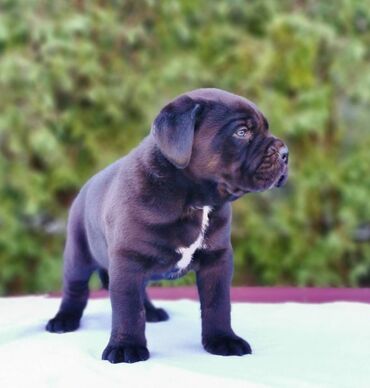 Psi: Ako tražite vernog člana porodice, obratite se nama i postanite — 5