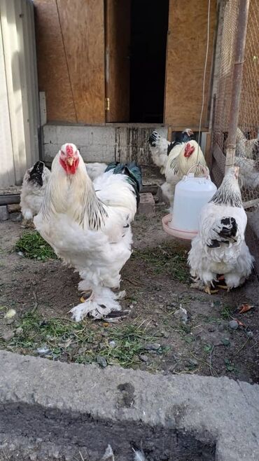 Куры, петухи: Продаю суточных цыплят Брама от своих кур. Есть в наличии чуть больше