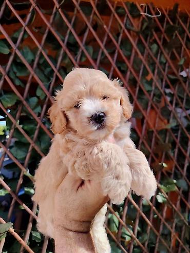 obuca ps: Dostupni za preuzimanje MALTIPOO prelepi, razigrani stenci, 4 decaka — 2