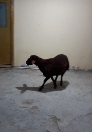 qoyun satsi: Erkək, il: 4