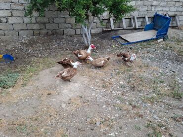 купить кур: Herkese salam.Erkey 60 manat.7 kilodu mayalıdı.fersi 35 manstdı