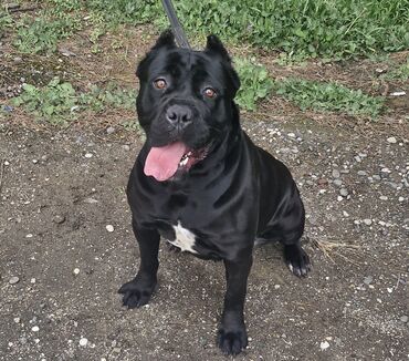 İtlər: Kane-Korso, Erkek, Sənədli, Ünvandan götürmə — 5