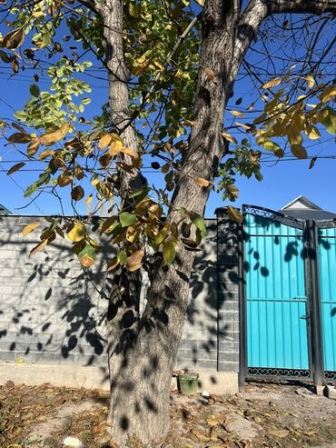 красный клен купить: Отдам даром Ореховое дерево (грецкий орех) для пересадки/заготовки