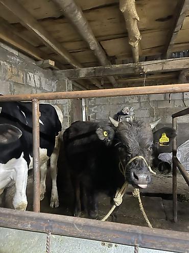 Коровы, быки: Продаю | Корова (самка) | Для молока | Привязанные at lalafo.kg — 12 Коровы, быки: Продаю | Корова (самка) | Для молока | Привязанные — 12