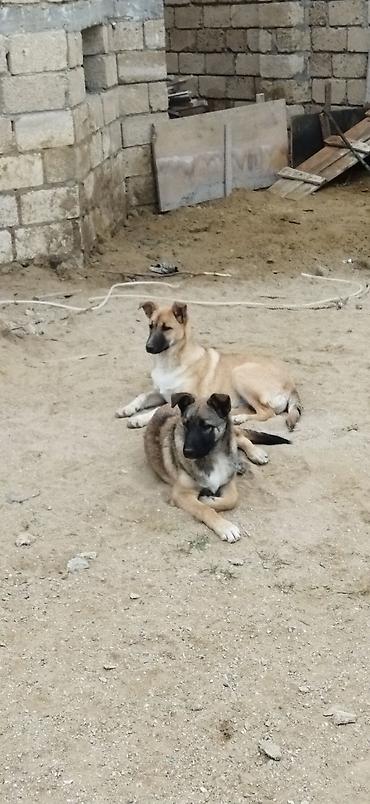 qus bazari bakida: Alabay ve malinos qarşiqi — 1