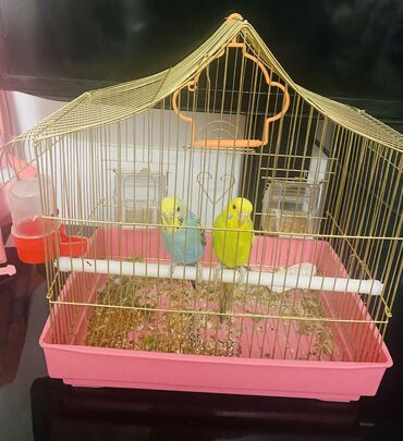 Птицы: Продаю попугаев 

С домиком