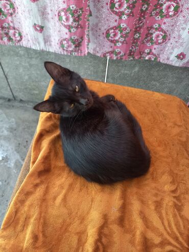 домашние котята: Котята домашние - Окрас: несколько котят, преимущественно чёрные