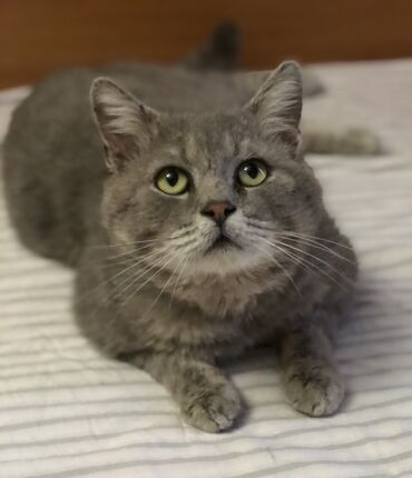 Продажа кошек: Кот возраст год кострирован привит обработан от паразитов приучен к at lalafo.kg — 9 Продажа кошек: Кот возраст год кострирован привит обработан от паразитов приучен к — 9