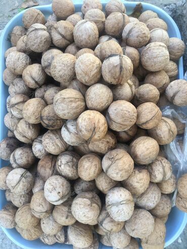 купить водяной насос для полива: Продаю грецкие орехи, с домашнего сада. Вкусные, маслянистые