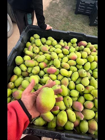 Клубника: Клубника — 27