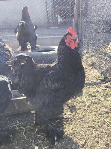 Куры, петухи: Продаю | Петух | Брама, Кохинхин | Для разведения — 2