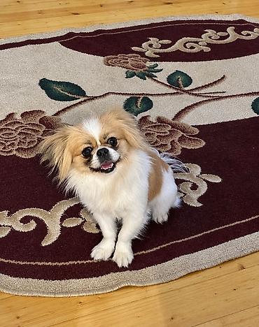 itlər pekines: Pekines, 7 ay, Dişi, Peyvəndli, Pulsuz çatdırılma — 1